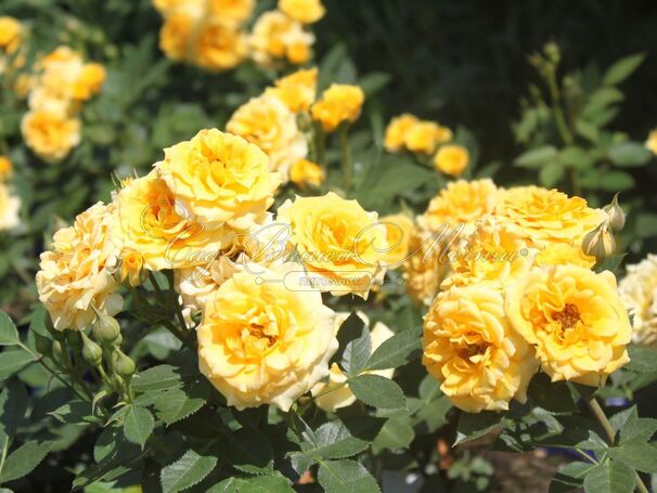 Роза Yellow Clementine (Йеллоу Клементин) — фото 4