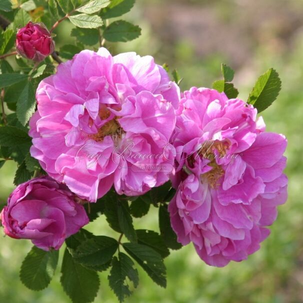 Роза Mariage Parfait (Марьяж Парфе) — фото 2