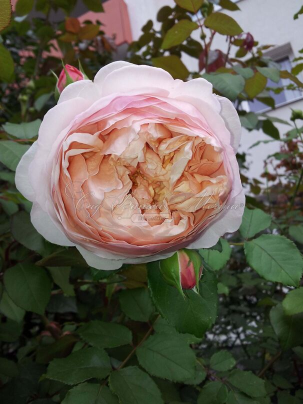 Роза Peter Paul Rubens (Питер Пауль Рубенс) — фото 3