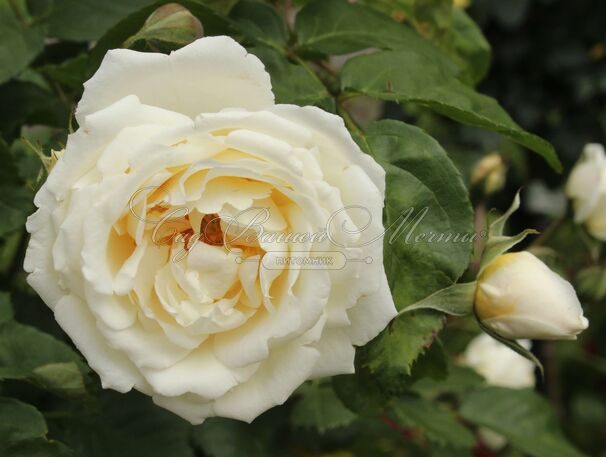 Роза Taxandria (Таксандрия) — фото 2