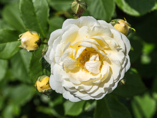 Роза Taxandria (Таксандрия) — фото 4