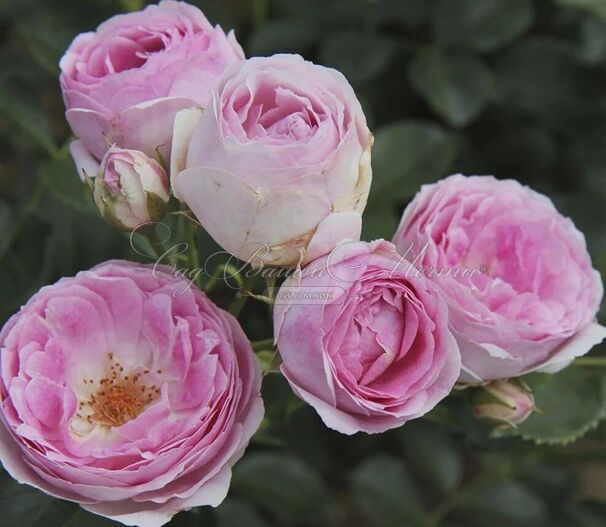Роза Vesalius (Везалиус) — фото 2