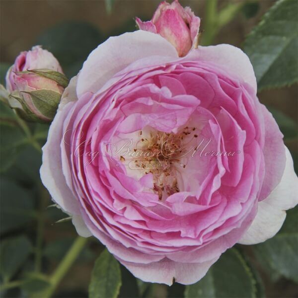 Роза Vesalius (Везалиус) — фото 4