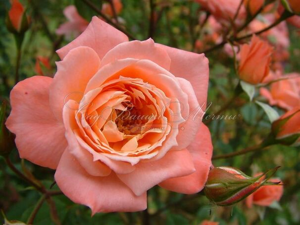 Роза Nice Day (Найс Дэй) — фото 2