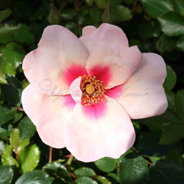 Роза Smiling Eyes (Смайлинг Айс) — фото 4