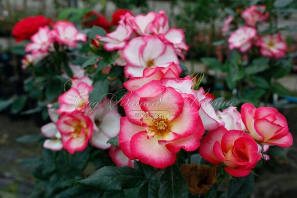 Роза Melicolors (Меликолорс) — фото 3