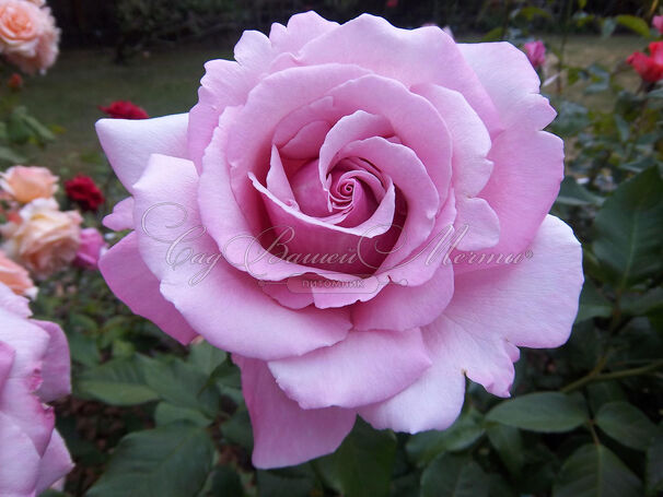 Роза Parfum de Liberte (Парфюм де Либерте) — фото 3