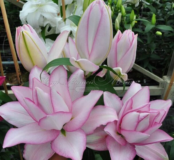 Лилия "ROSELILY Anouska" (Роузлили Аннушка) — фото 2