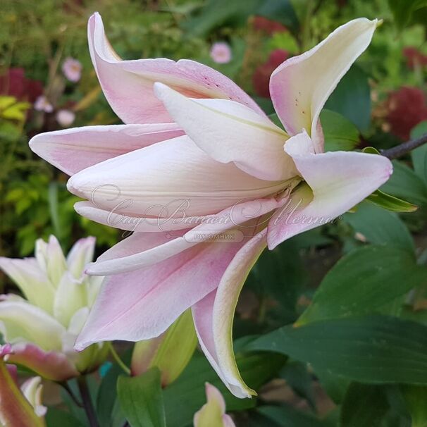 Лилия "ROSELILY Anouska" (Роузлили Аннушка) — фото 3