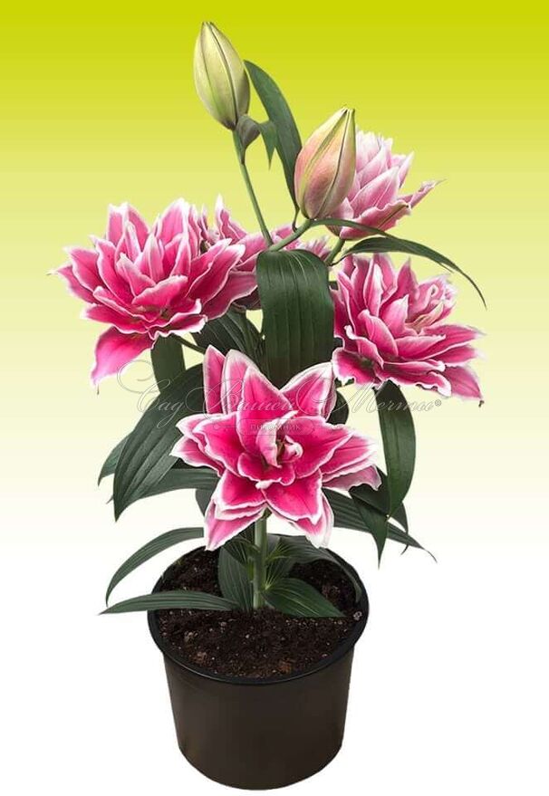 Лилия "ROSELILY Samantha" (Роузлили Саманта) — фото 2
