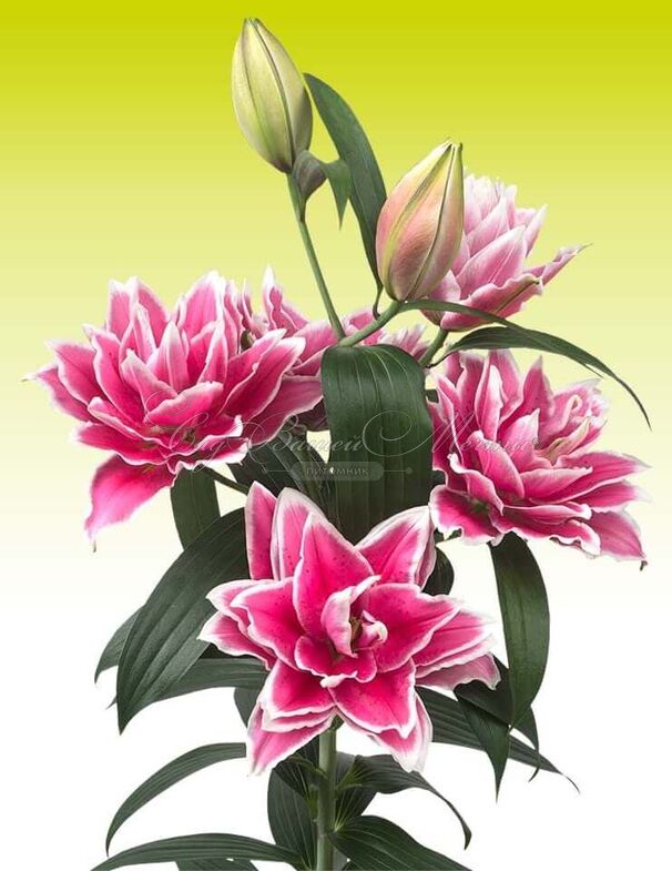 Лилия "ROSELILY Samantha" (Роузлили Саманта) — фото 3