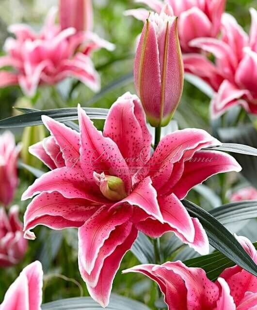 Лилия "ROSELILY Tatsjana" (Роузлили Татьяна) — фото 2