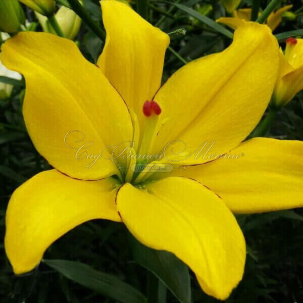 Лилия "Yellow Cocotte" (Йеллоу Кокот) — фото 2