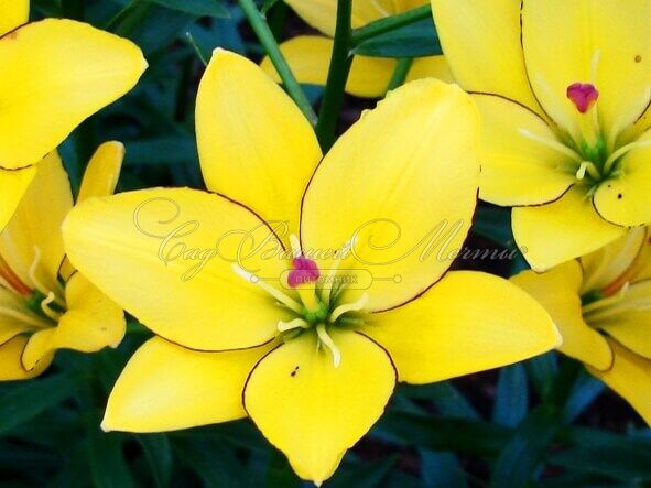Лилия "Yellow Cocotte" (Йеллоу Кокот) — фото 3