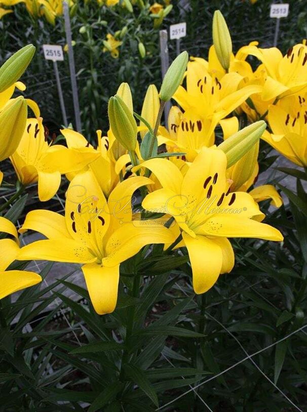 Лилия "Yellow Diamond" (Йеллоу Даймонд) — фото 3