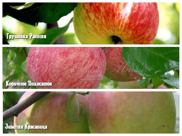 Яблоня 3х-сортовая Грушовка ранняя / Коричное полосатое / Зимняя красавица — фото 2