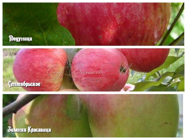 Яблоня 3х-сортовая Медуница / Сентябрьское / Зимняя красавица — фото 2