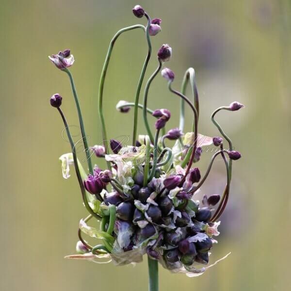 Лук декоративный (Аллиум) Арт / (Allium Art) — фото 3