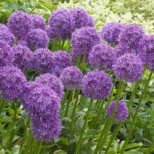 Лук декоративный (Аллиум) Вайолет Бьюти / (Allium Violet Beauty) — фото 2