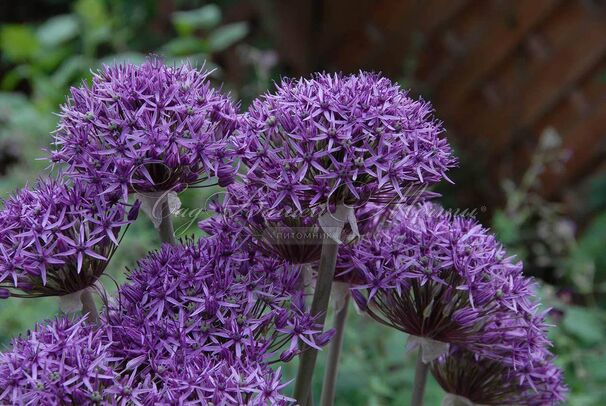 Лук декоративный (Аллиум) Вайолет Бьюти / (Allium Violet Beauty) — фото 3