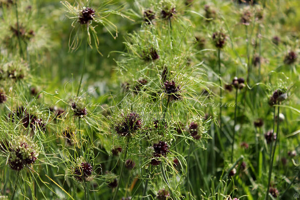 Лук декоративный (Аллиум) виноградниковый Хэир / (Allium vineale Hair) — фото 2