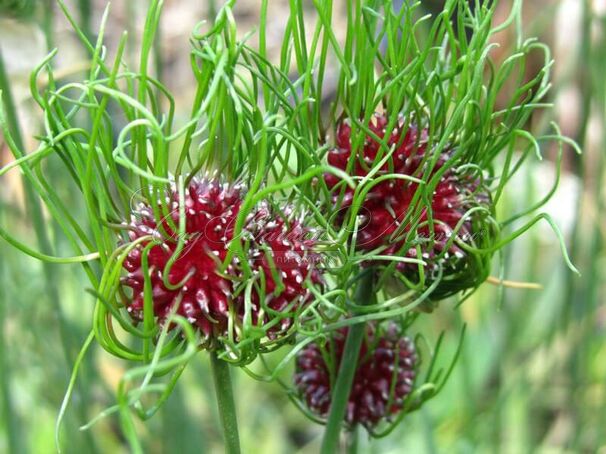 Лук декоративный (Аллиум) виноградниковый Хэир / (Allium vineale Hair) — фото 3