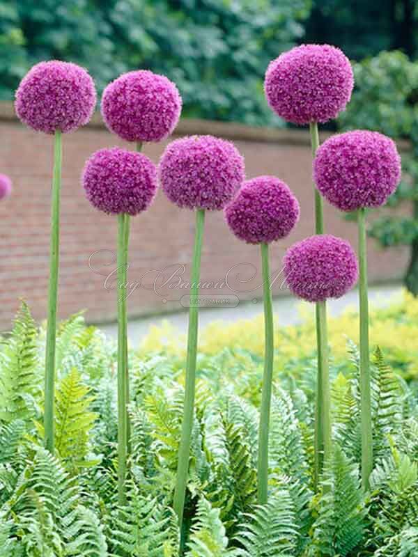 Лук декоративный (Аллиум) Гигантеум / (Allium giganteum) — фото 2