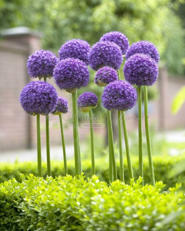 Лук декоративный (Аллиум) Гладиатор / (Allium Gladiator) — фото 2