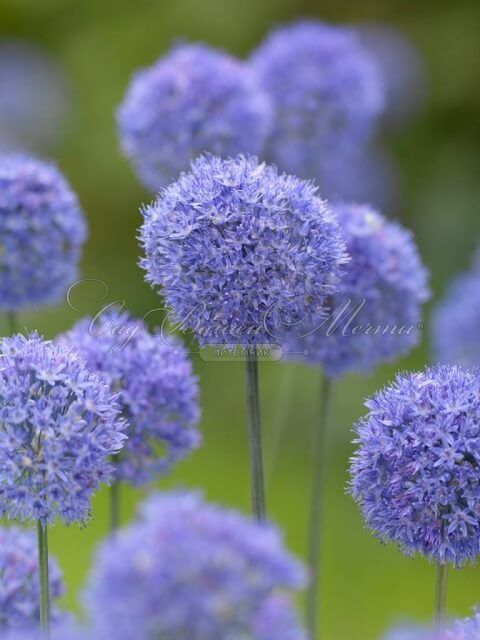 Лук декоративный (Аллиум) голубой / (Allium caeruleum) — фото 2