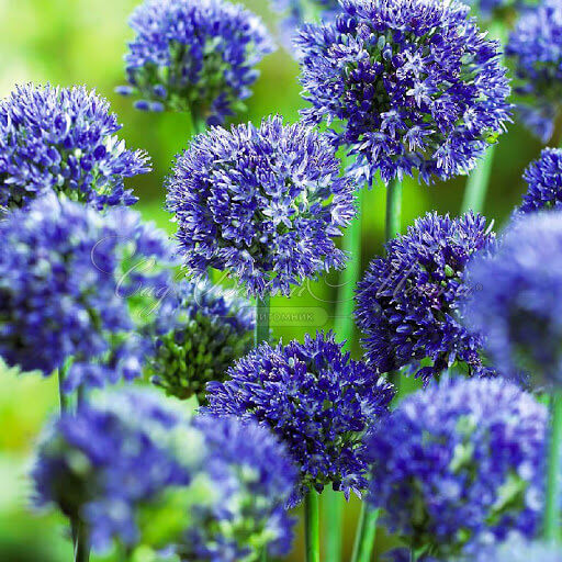 Лук декоративный (Аллиум) голубой / (Allium caeruleum) — фото 3