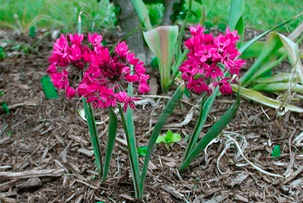 Лук декоративный (Аллиум) горолюбивый / Островского / (Allium oreophilum) — фото 2