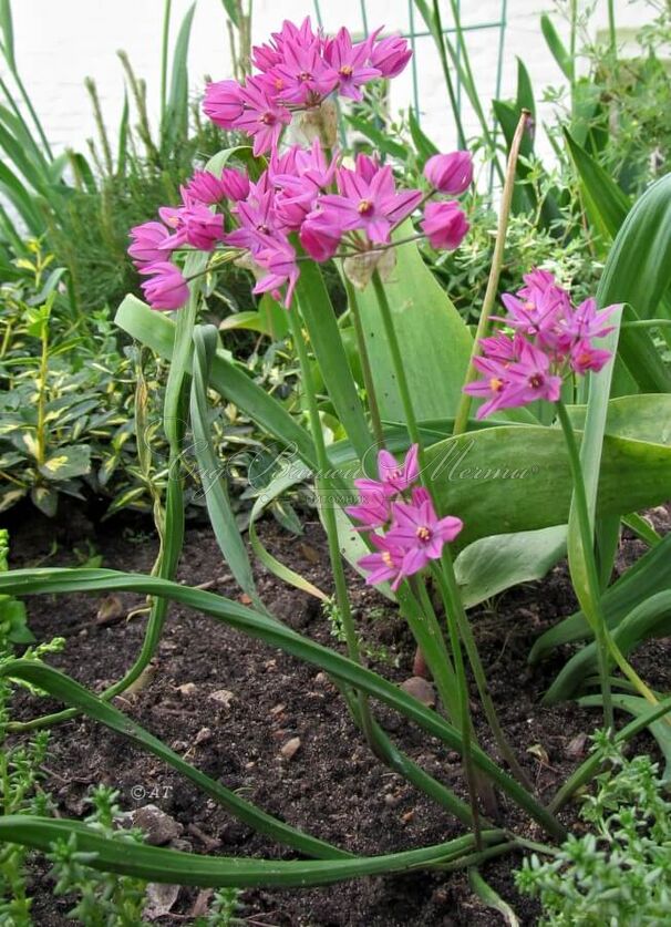 Лук декоративный (Аллиум) горолюбивый / Островского / (Allium oreophilum) — фото 3