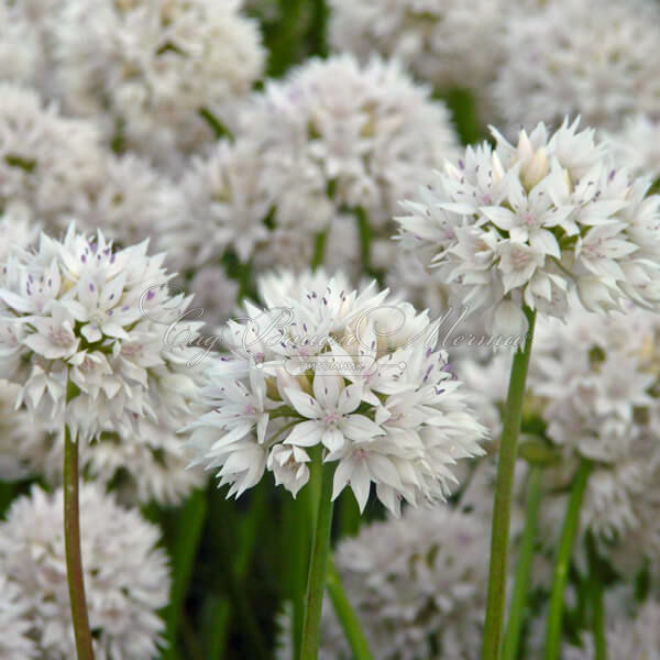 Лук декоративный (Аллиум) Грейсфул Бьюти / (Allium Graceful Beauty) — фото 2