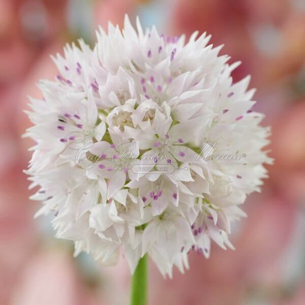 Лук декоративный (Аллиум) Грейсфул Бьюти / (Allium Graceful Beauty) — фото 3