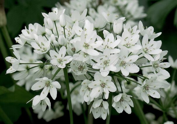 Лук декоративный (Аллиум) Ковани / (Allium cowanii) — фото 2