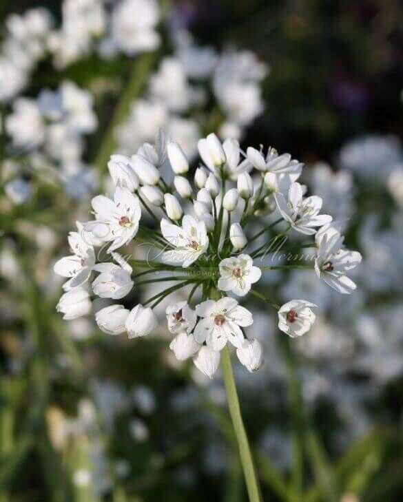 Лук декоративный (Аллиум) Ковани / (Allium cowanii) — фото 3