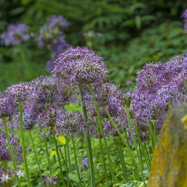 Лук декоративный (Аллиум) Кристофа / (Allium christophii) — фото 2