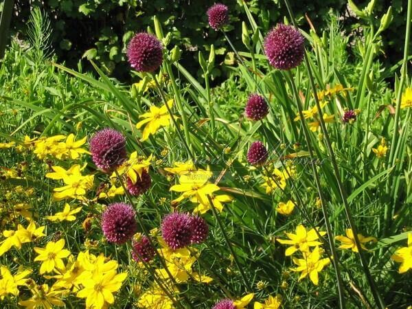 Лук декоративный (Аллиум) круглоголовый / (Allium sphaerocephalon) — фото 3