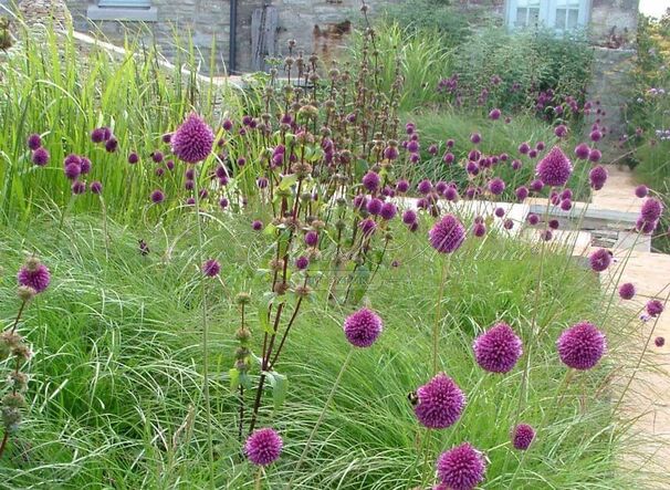 Лук декоративный (Аллиум) круглоголовый / (Allium sphaerocephalon) — фото 4