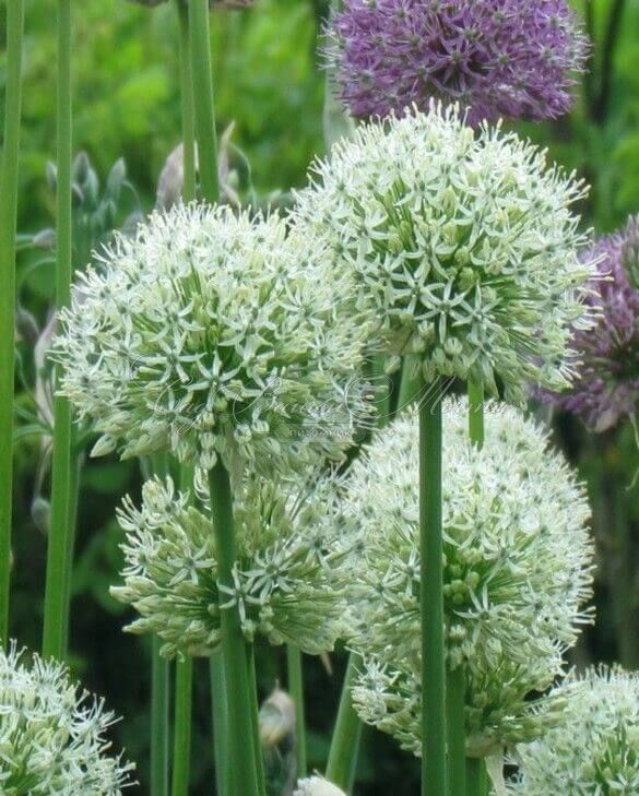 Лук декоративный (Аллиум) Маунт Эверест / (Allium Mount Everest) — фото 2