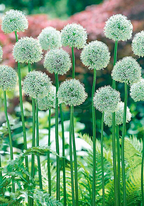 Лук декоративный (Аллиум) Маунт Эверест / (Allium Mount Everest) — фото 3