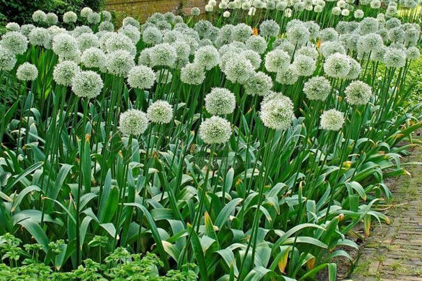 Лук декоративный (Аллиум) Маунт Эверест / (Allium Mount Everest) — фото 4