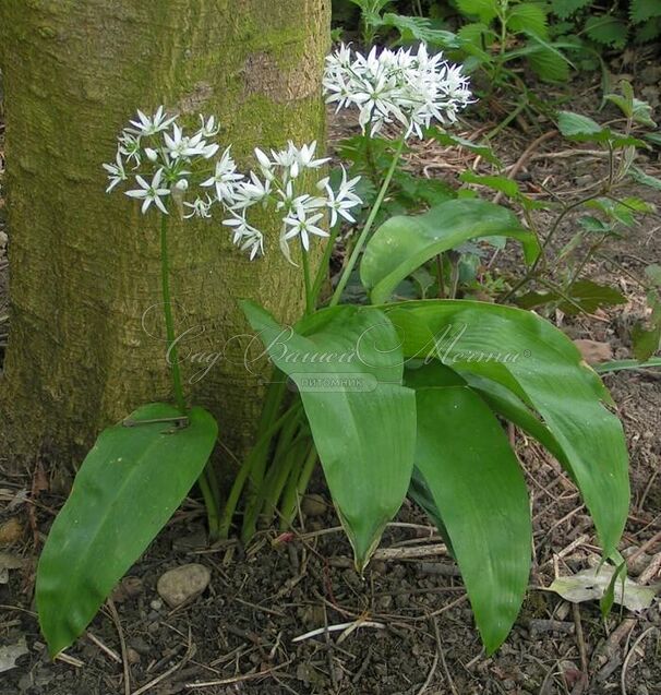 Лук декоративный (Аллиум) медвежий / (Allium ursinum) — фото 2