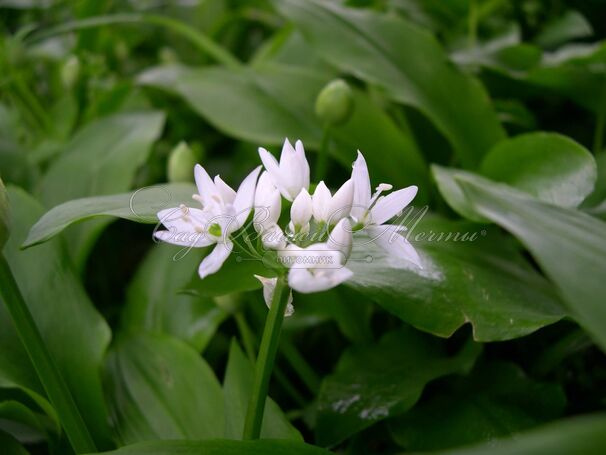 Лук декоративный (Аллиум) медвежий / (Allium ursinum) — фото 3