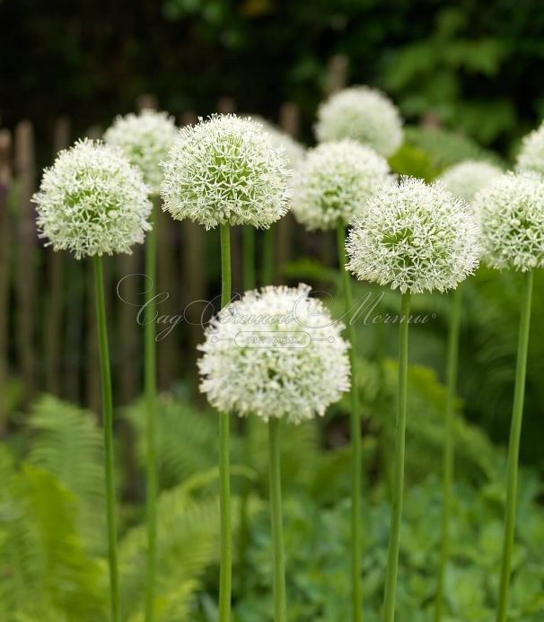 Лук декоративный (Аллиум) Мон Блан / (Allium Mont Blanc) — фото 3