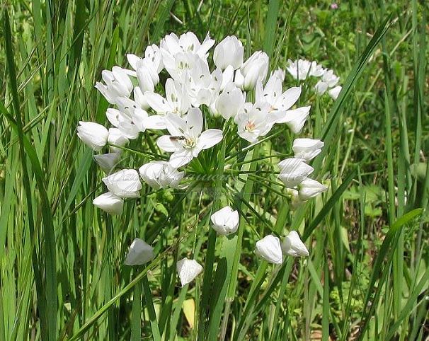 Лук декоративный (Аллиум) неаполитанский / (Allium neapolitanum) — фото 2