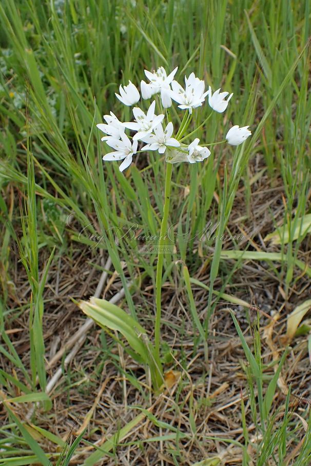 Лук декоративный (Аллиум) неаполитанский / (Allium neapolitanum) — фото 3