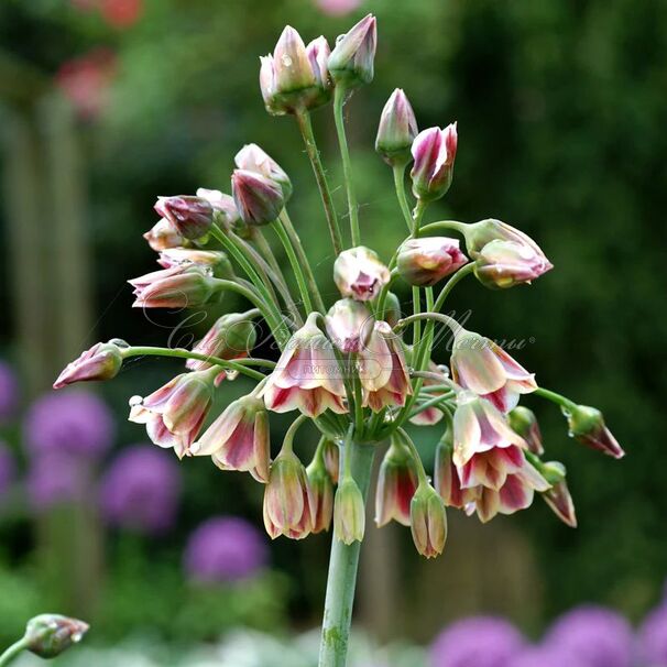 Лук декоративный (Аллиум) Нектароскордум сицилийский / (Allium (Nectaroscordum) Siculum) — фото 2