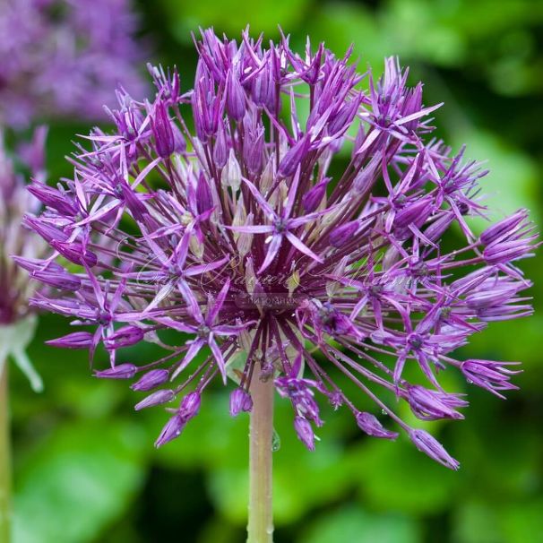 Лук декоративный (Аллиум) Перпл Рэйн / (Allium Purple Rain) — фото 2