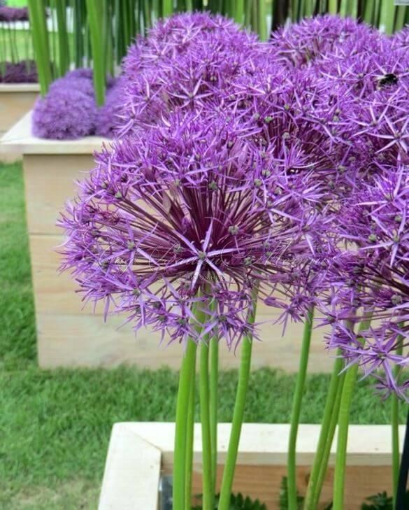 Лук декоративный (Аллиум) Перпл Рэйн / (Allium Purple Rain) — фото 3